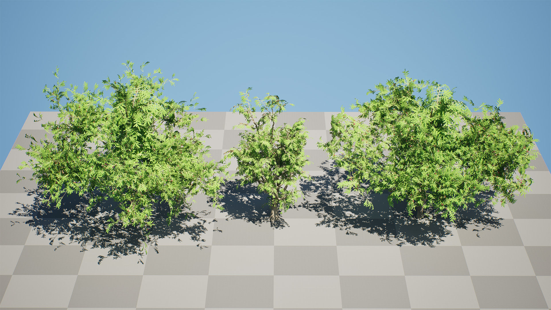 South African Wild Plum Tree 3D Model Pack Low-poly 3D model_9