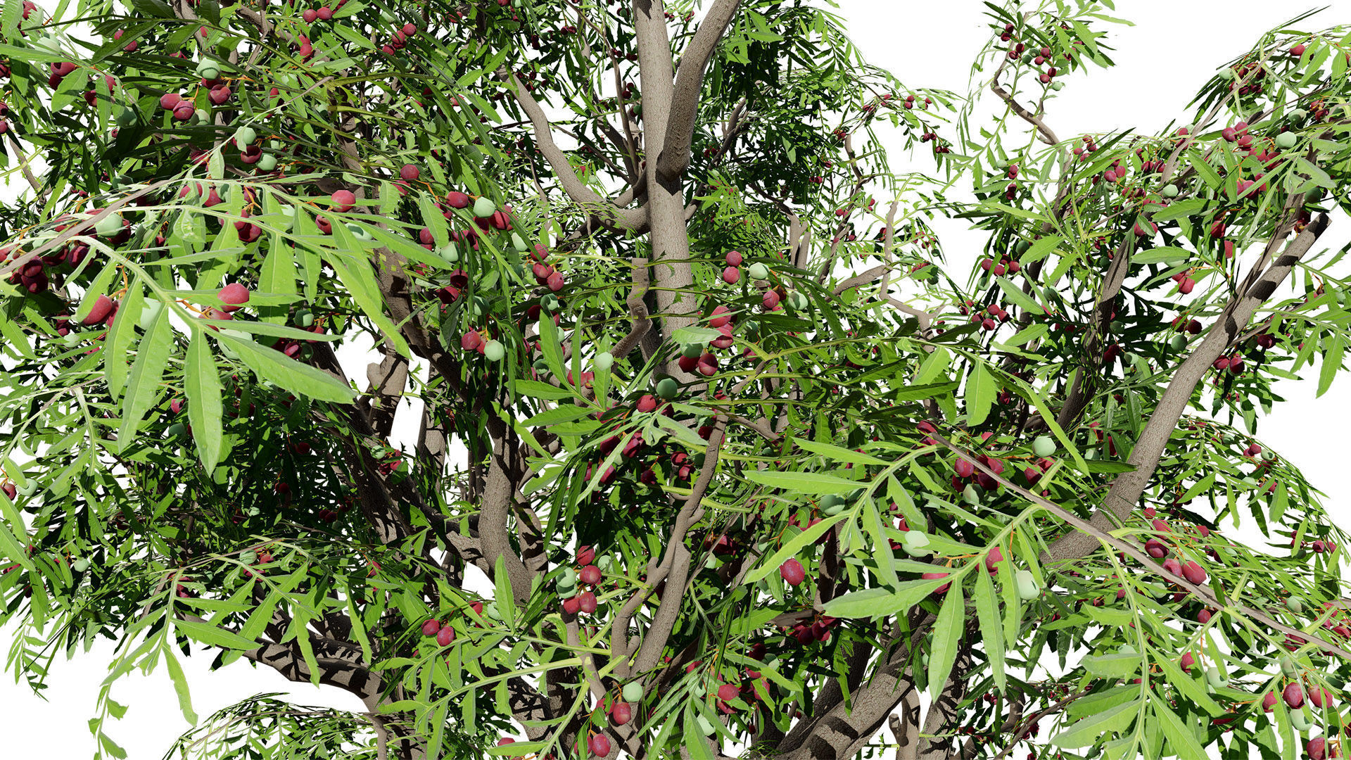 South African Wild Plum Tree 3D Model Pack Low-poly 3D model_5