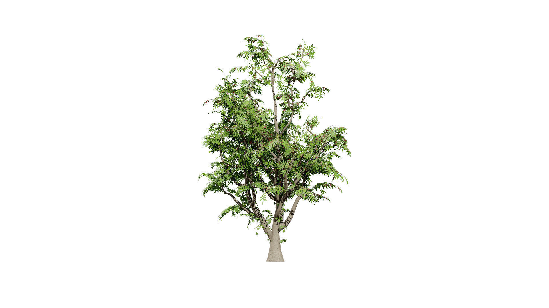 South African Wild Plum Tree 3D Model Pack Low-poly 3D model_4