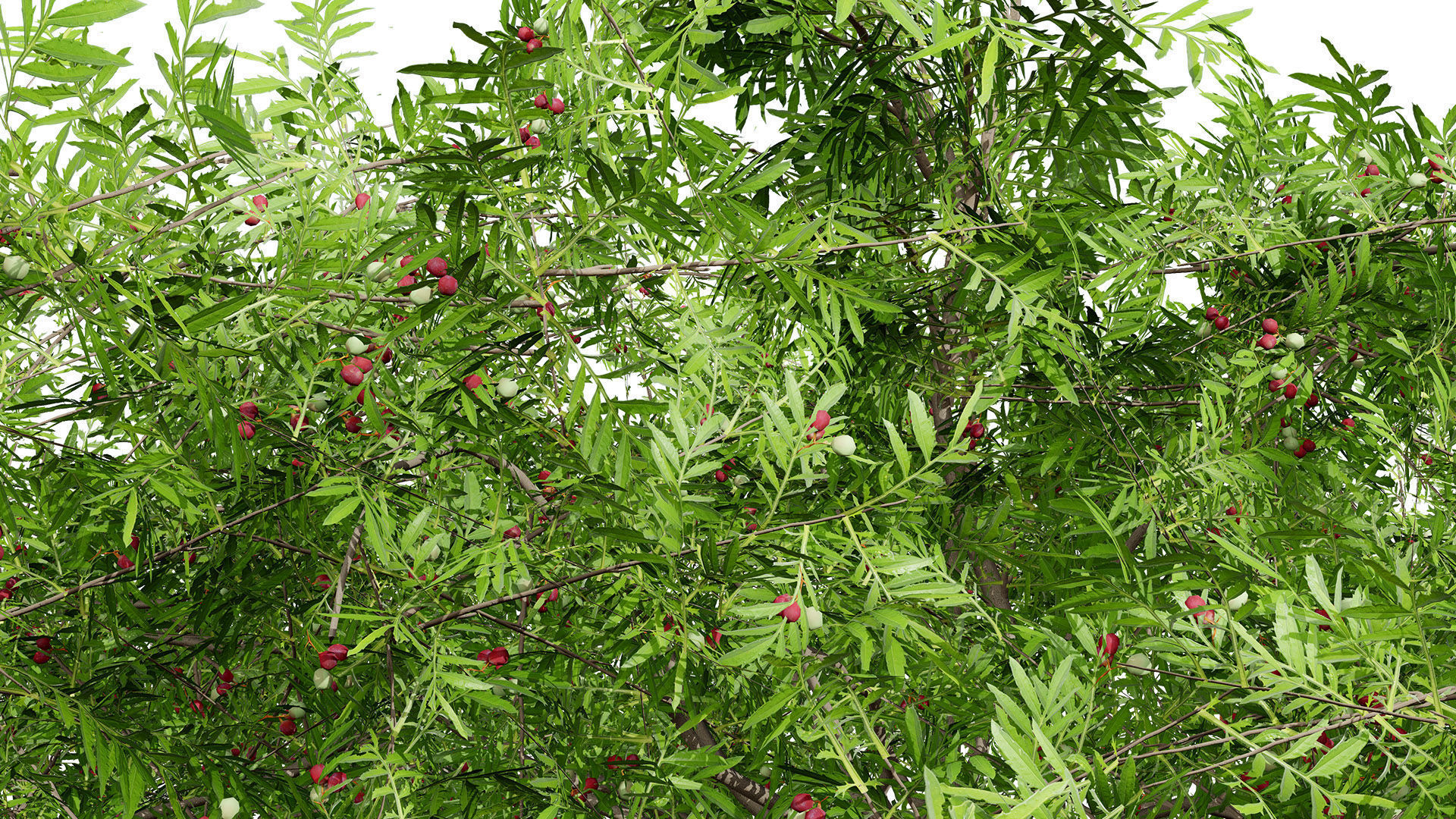 South African Wild Plum Tree 3D Model Pack Low-poly 3D model_7