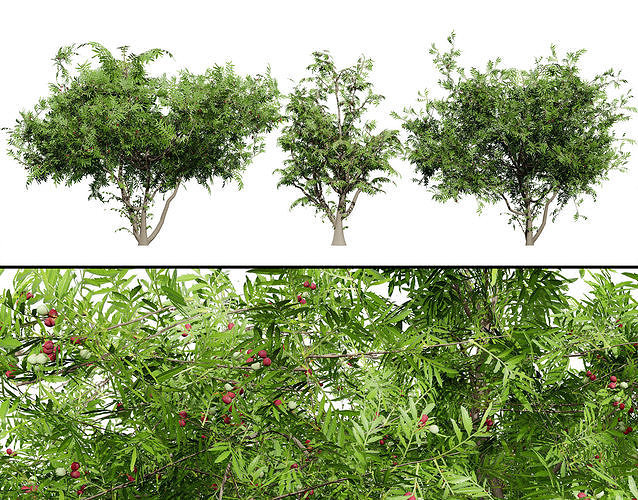 South African Wild Plum Tree 3D Model Pack Low-poly 3D model