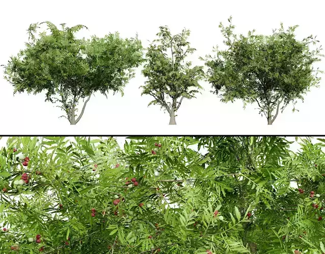 South African Wild Plum Tree 3D Model Pack Low-poly 3D model South African Wild Plum Tree 3D Model Pack Low-poly 3D model