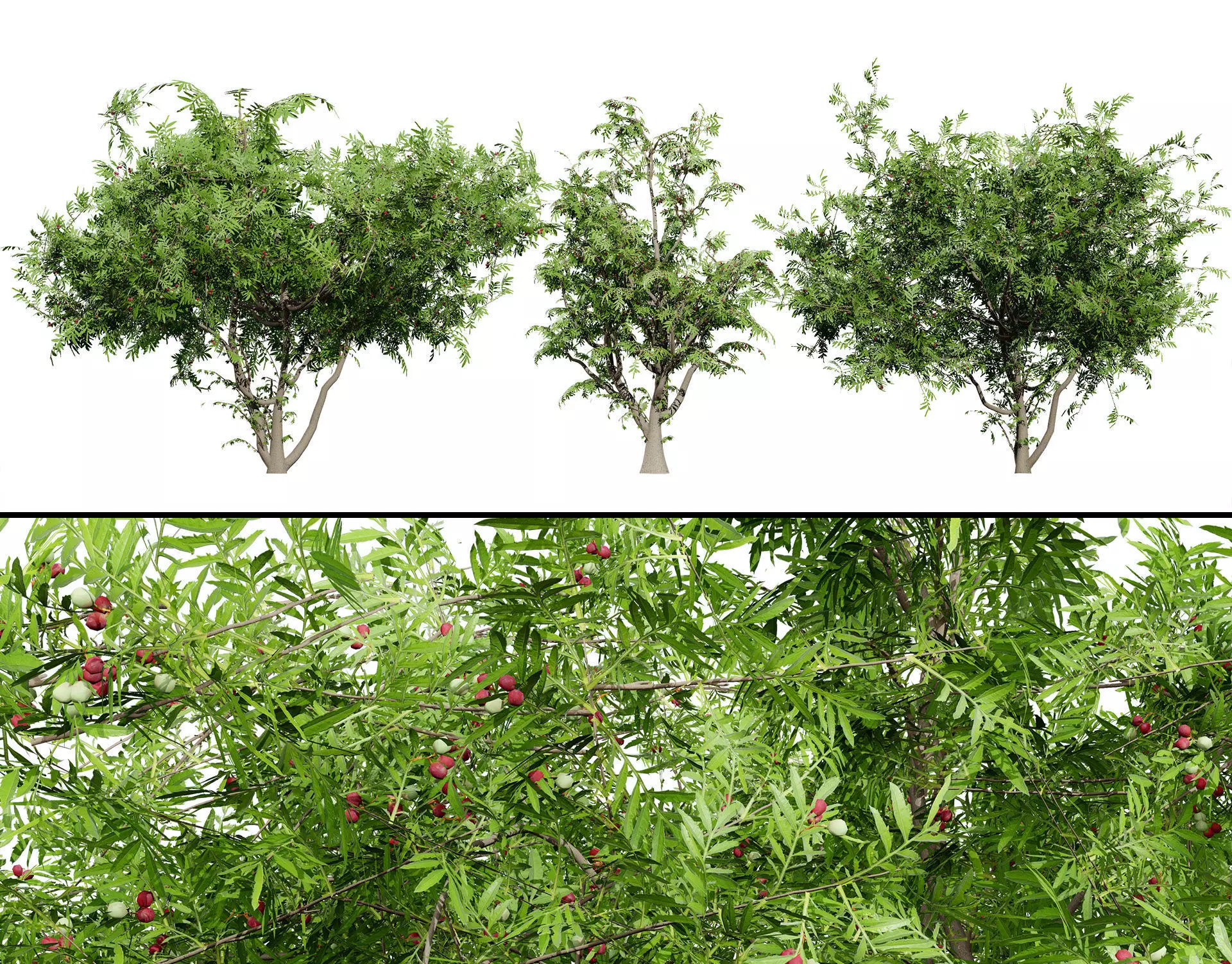 South African Wild Plum Tree 3D Model Pack Low-poly 3D model_0