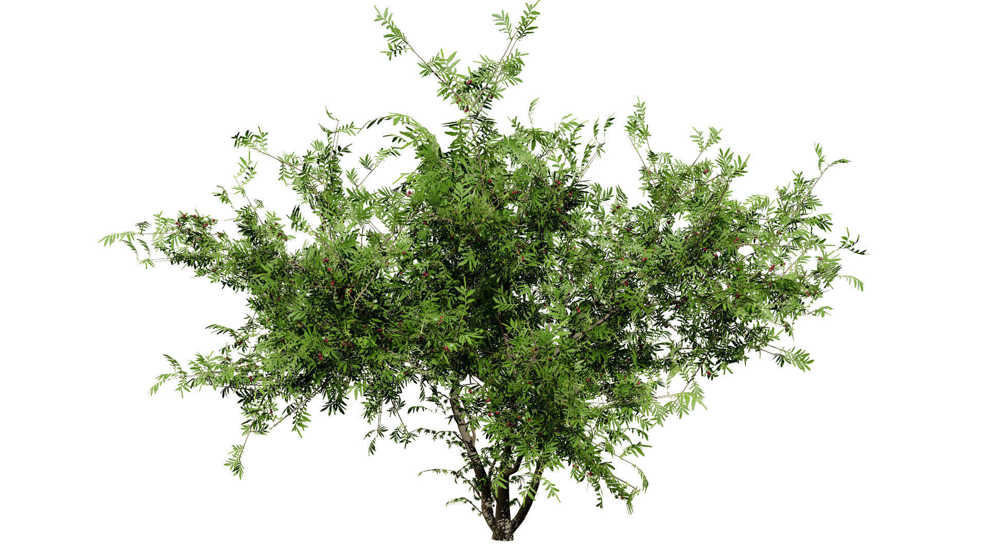 South African Wild Plum Tree 3D Model Pack Low-poly 3D model_6