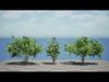 South African Wild Plum Tree 3D Model Pack Low-poly 3D model_1