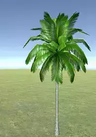 palm tree