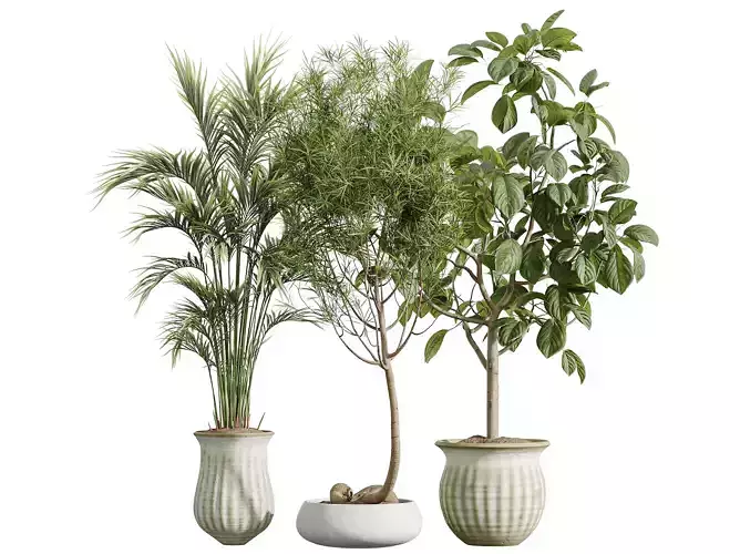 AV Indoor Plants Set 262 Ficus Dracaena Marginata and Areca Palm 3D model