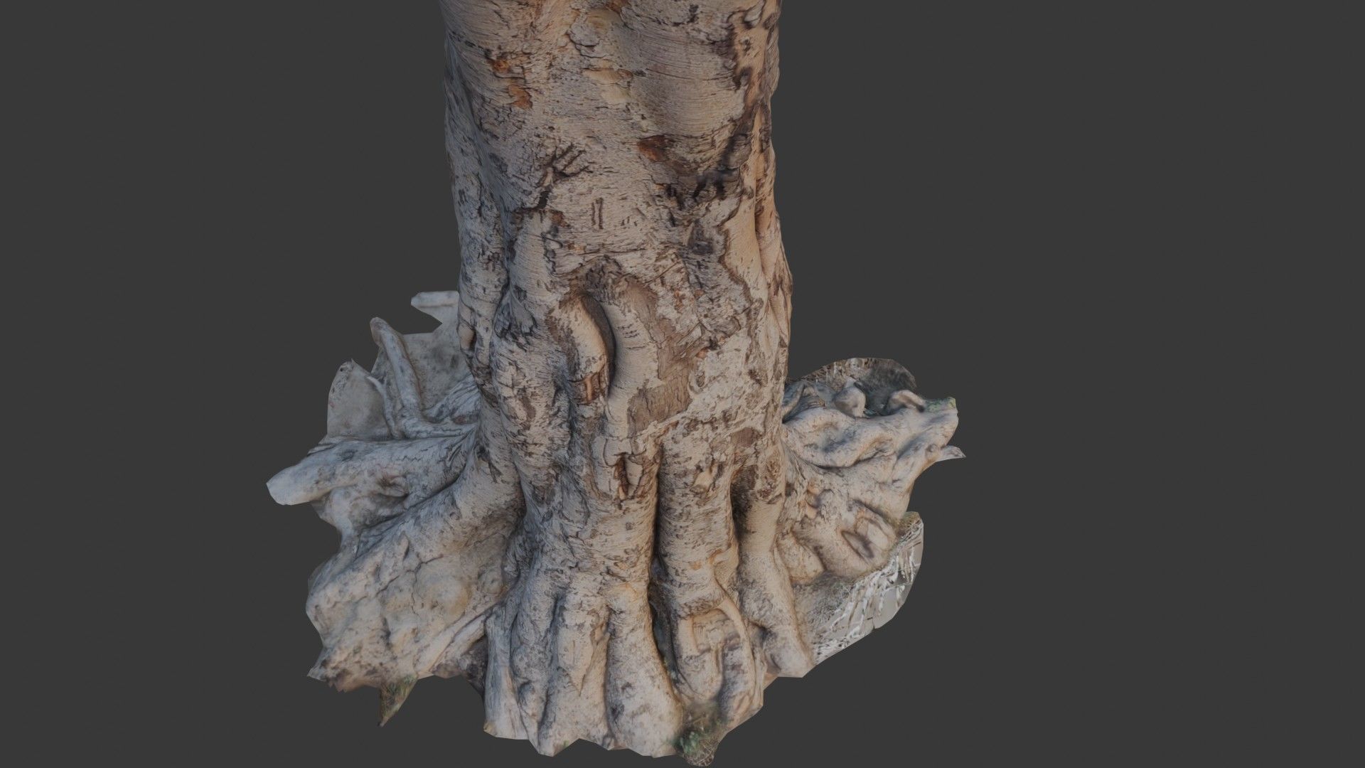 Tree Trunk with Roots Scan Low-poly 3D model_6