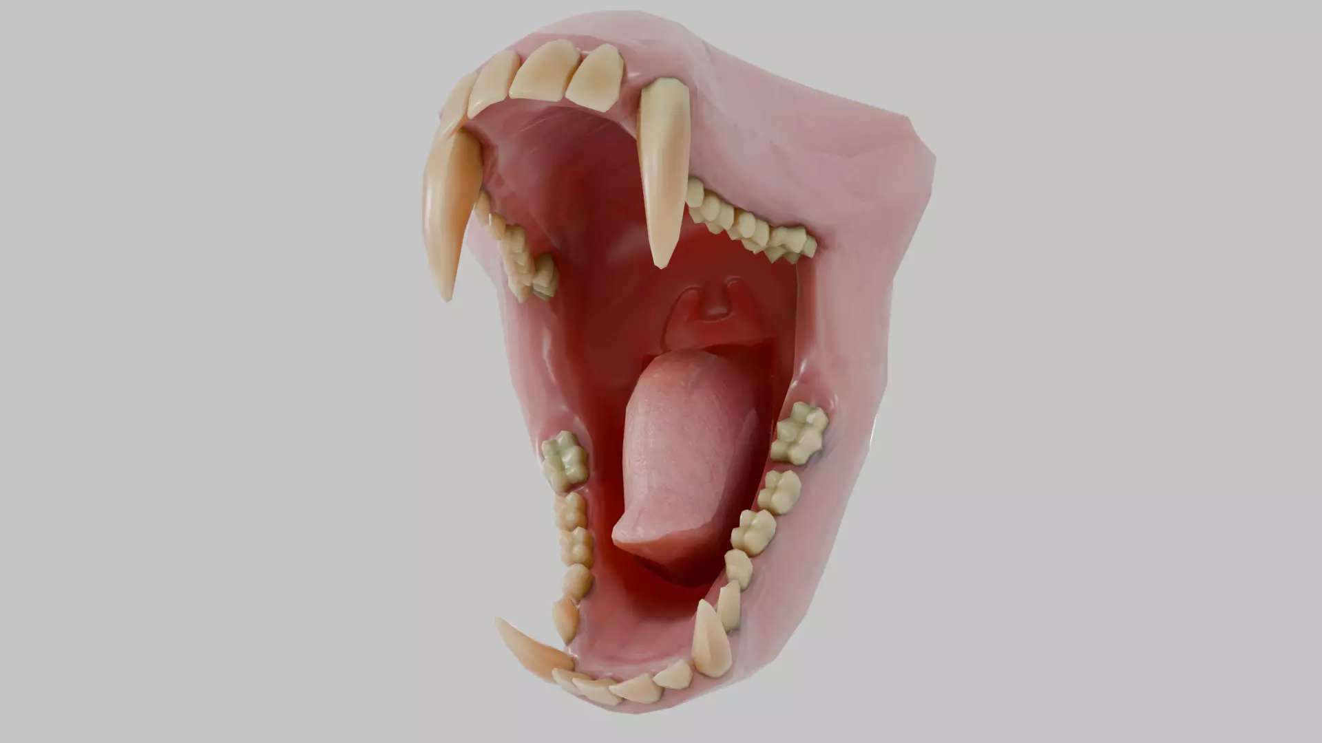 Monkey Macaque Teeth Low-poly 3D model