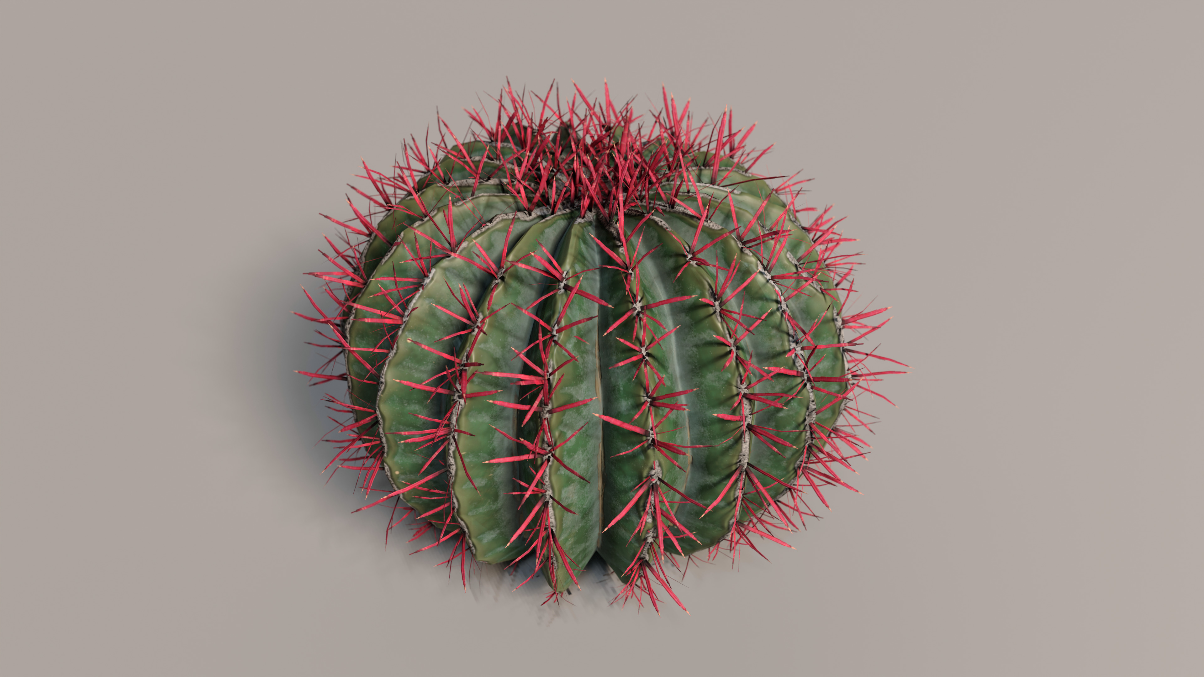 Realistic Outdoor 4 pcs Cacti Collection  Low-poly 3D model_2