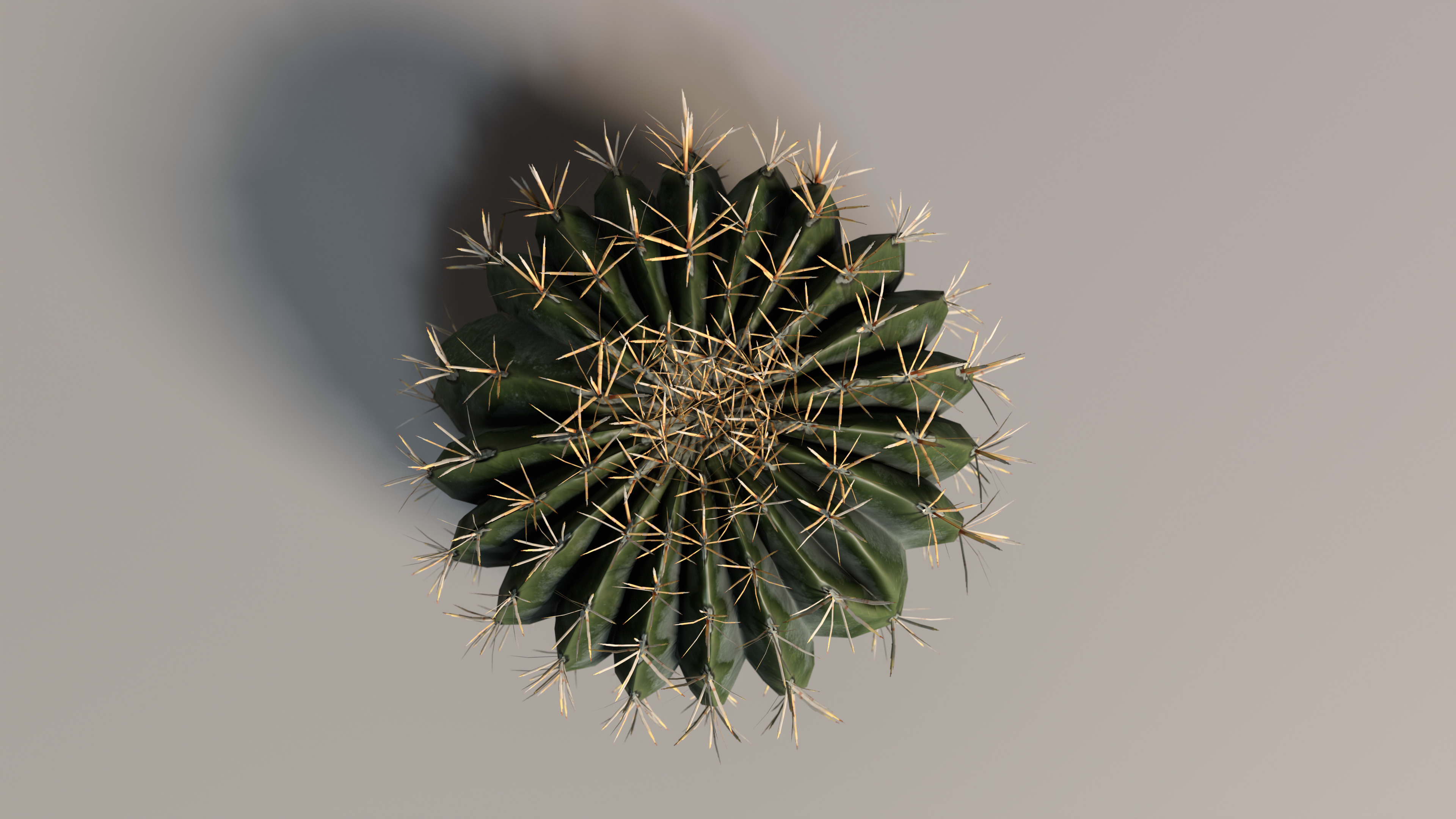 Realistic Outdoor 4 pcs Cacti Collection  Low-poly 3D model_6
