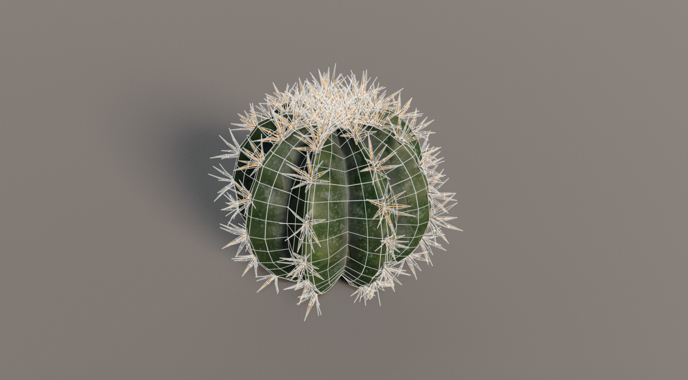 Realistic Outdoor 4 pcs Cacti Collection  Low-poly 3D model_10