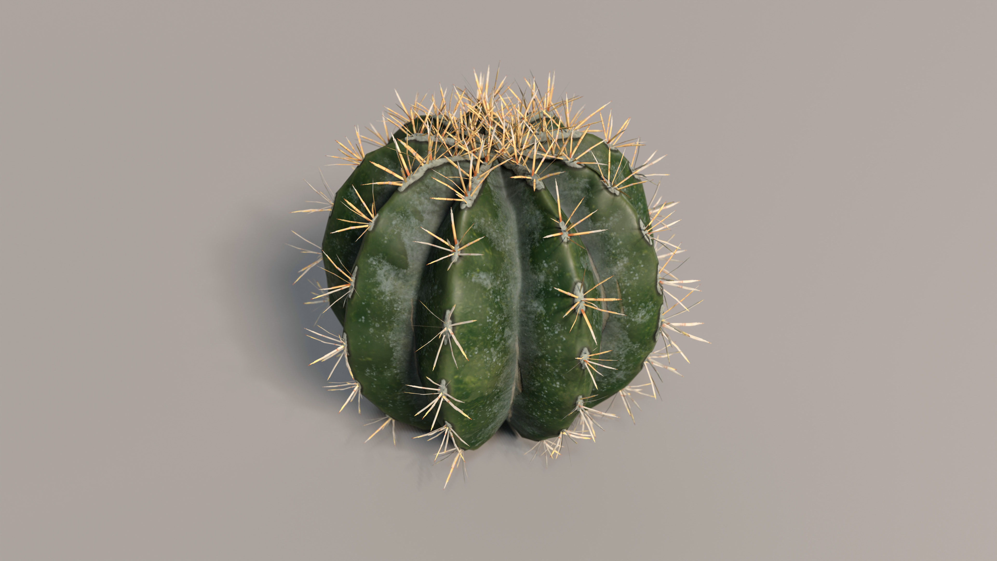 Realistic Outdoor 4 pcs Cacti Collection  Low-poly 3D model_4