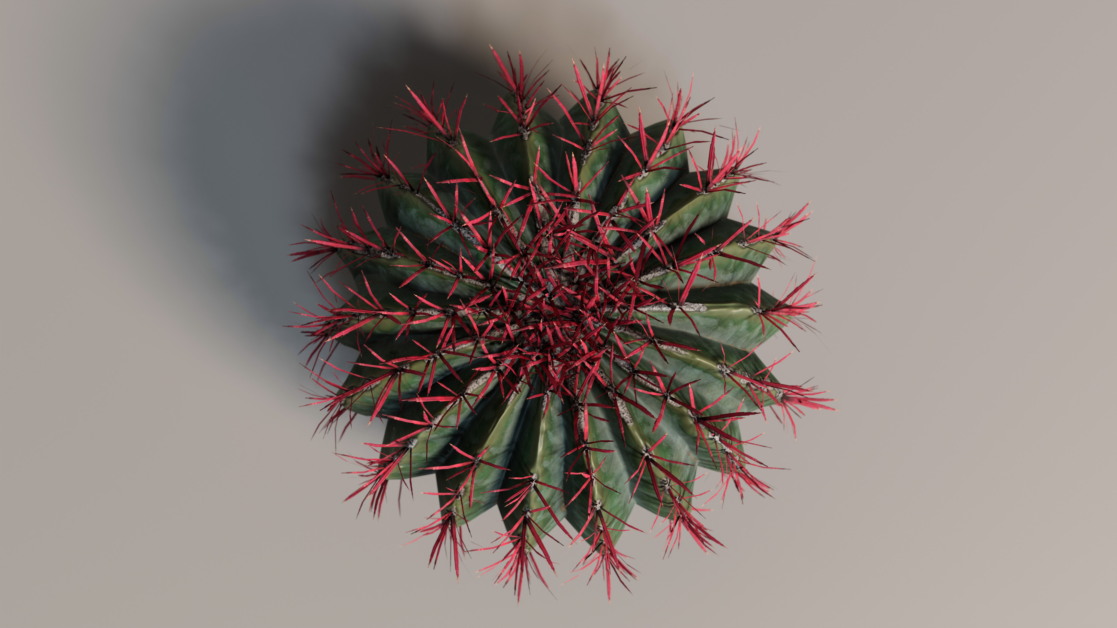 Realistic Outdoor 4 pcs Cacti Collection  Low-poly 3D model_5