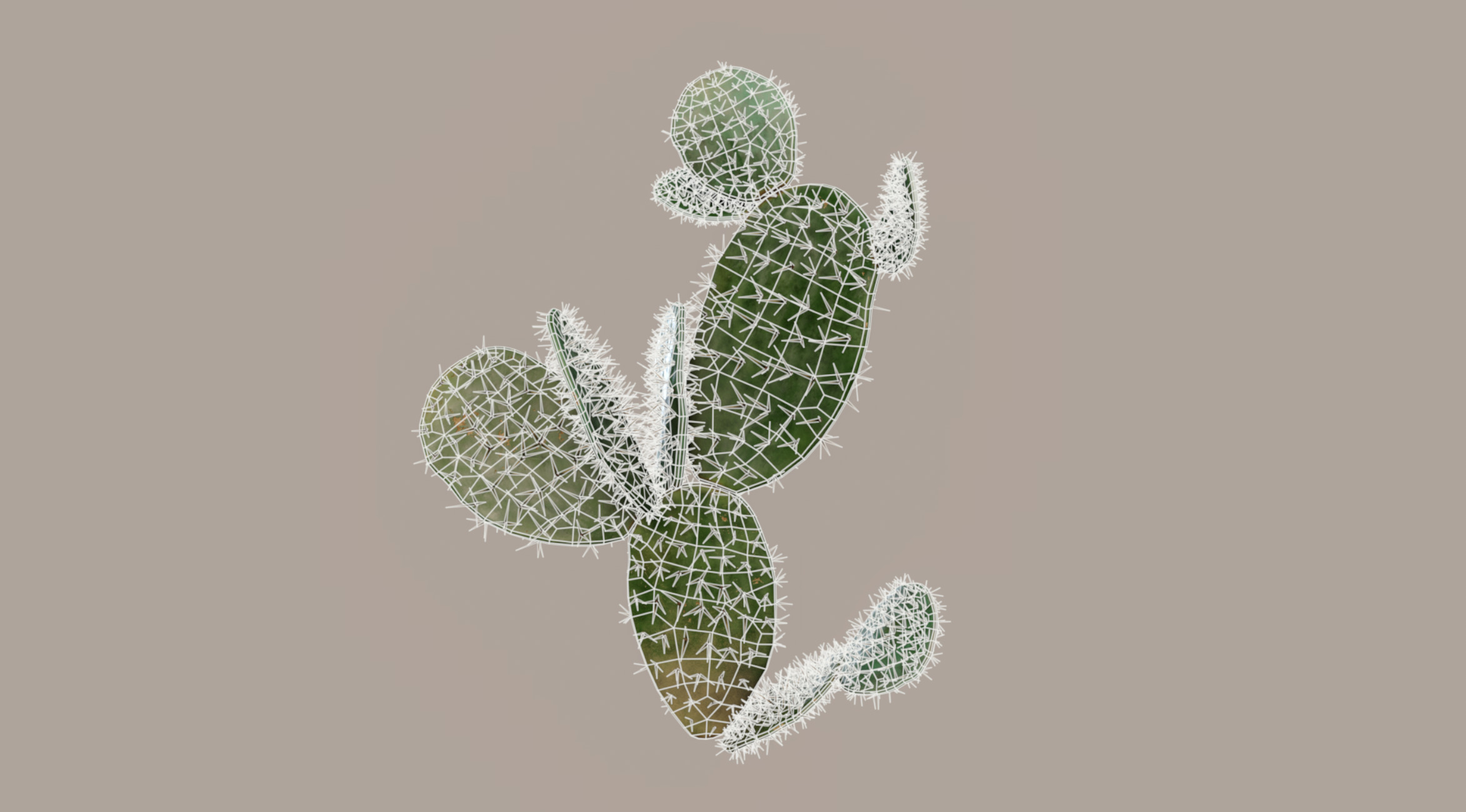 Realistic Outdoor 4 pcs Cacti Collection  Low-poly 3D model_11