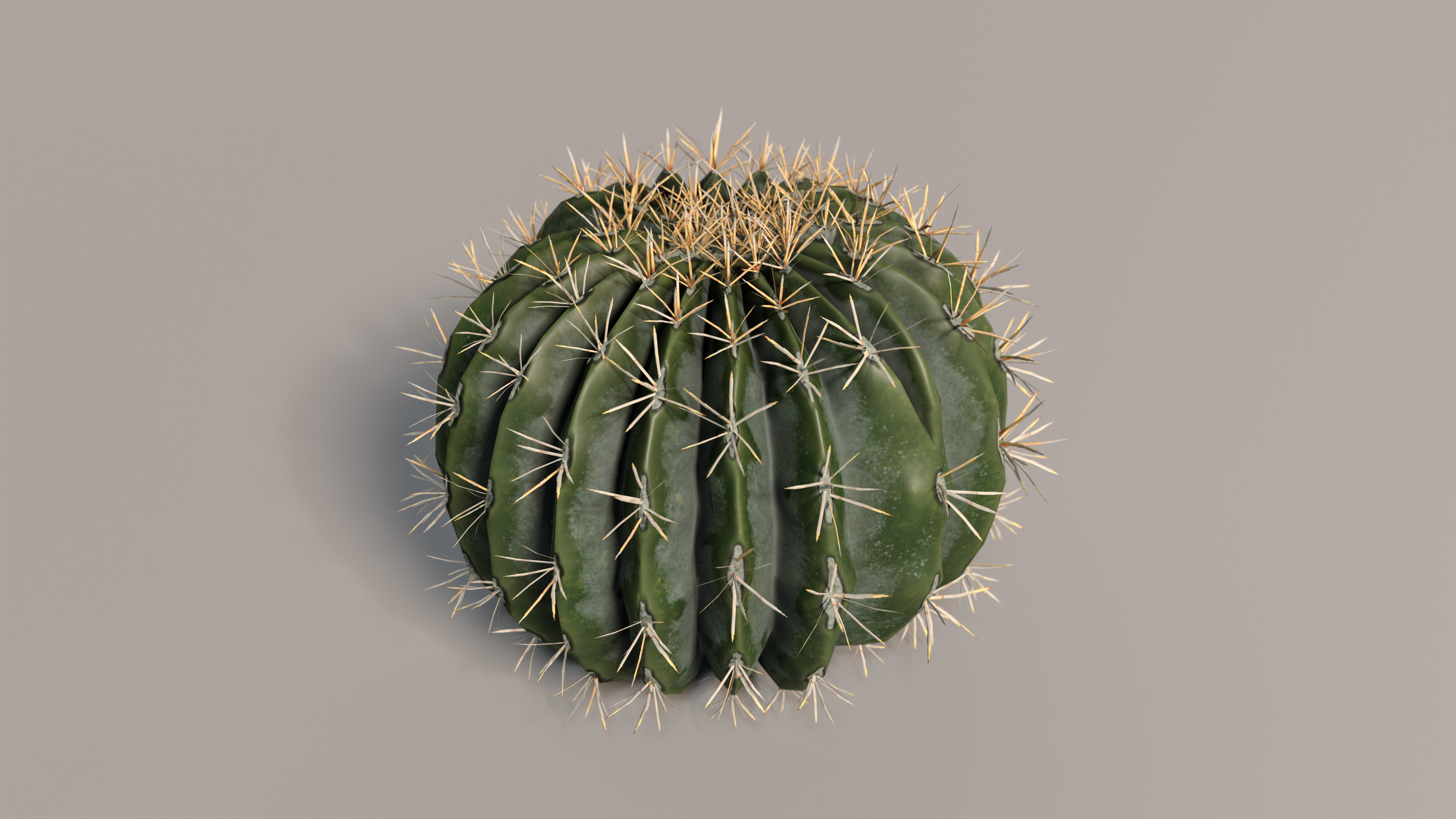 Realistic Outdoor 4 pcs Cacti Collection  Low-poly 3D model_3