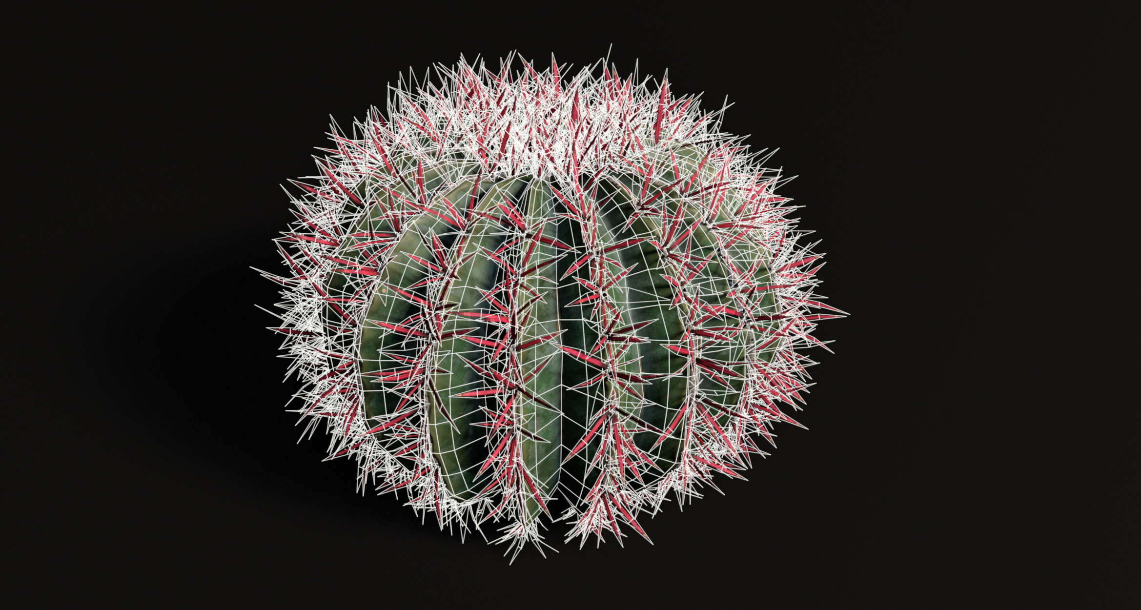 Realistic Outdoor 4 pcs Cacti Collection  Low-poly 3D model_8