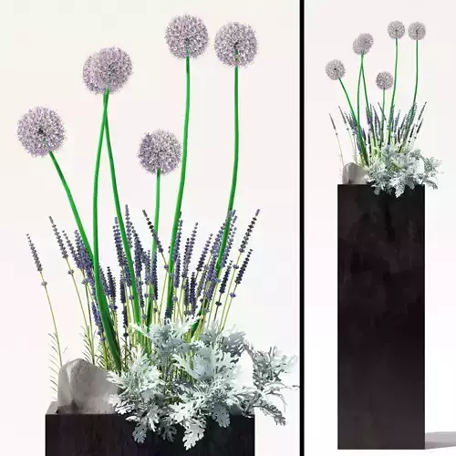 Flowerbed with lavenders and alliums and Dusty Miller