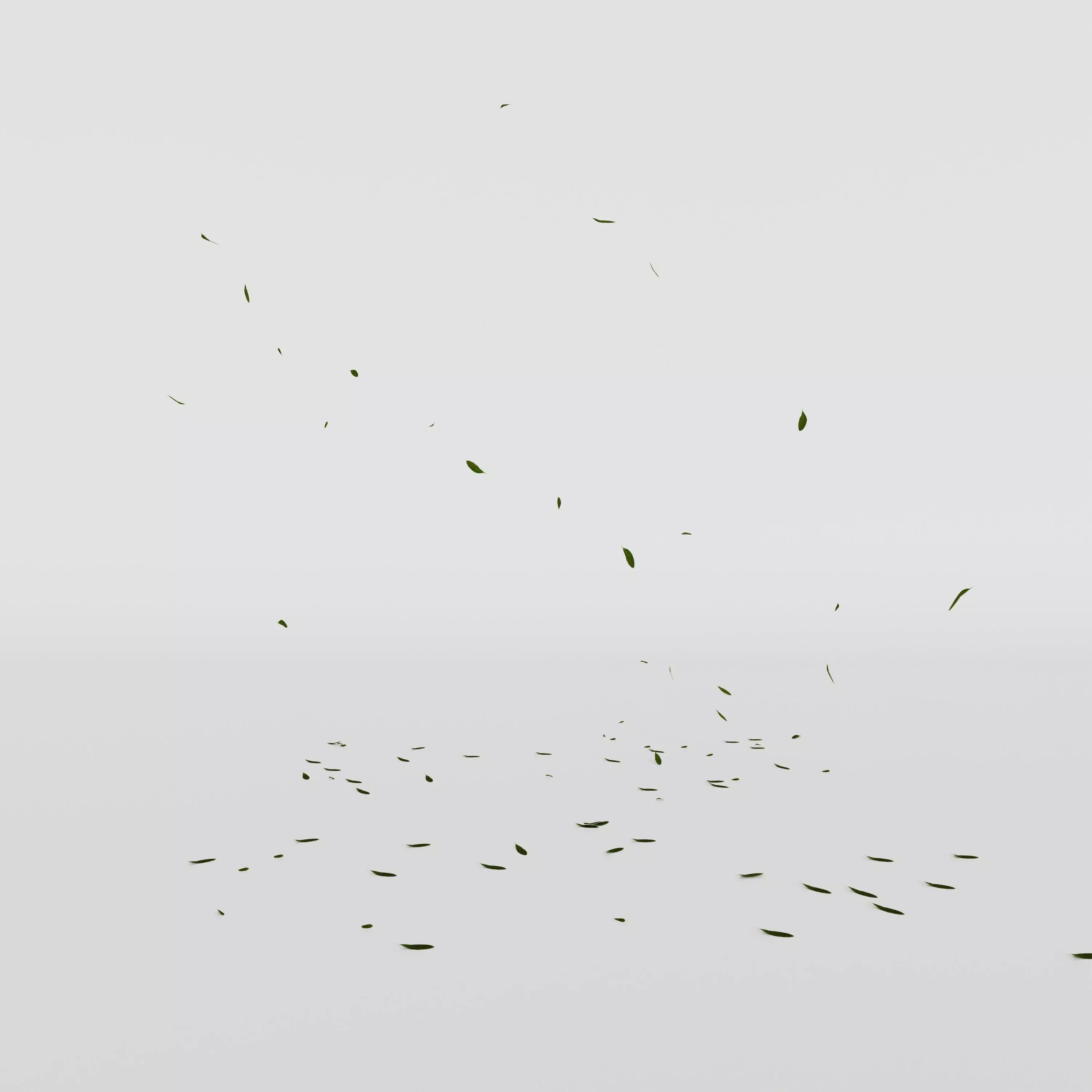 Falling leaf Animation  3D model_0