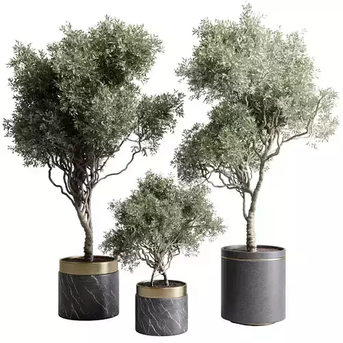 Tree in a marble pot - indoor plant 565