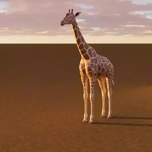  Giraffe on Golden Terrain
