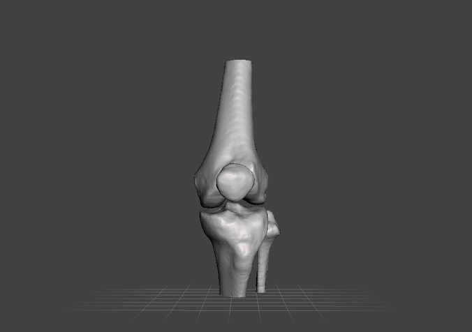 Left knee joint  - female 3D model 3D model