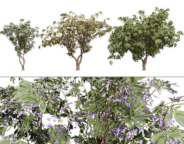 South African Tree Wisteria 3D Model Collection Low-poly 3D model
