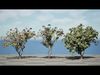 South African Tree Wisteria 3D Model Collection Low-poly 3D model_1