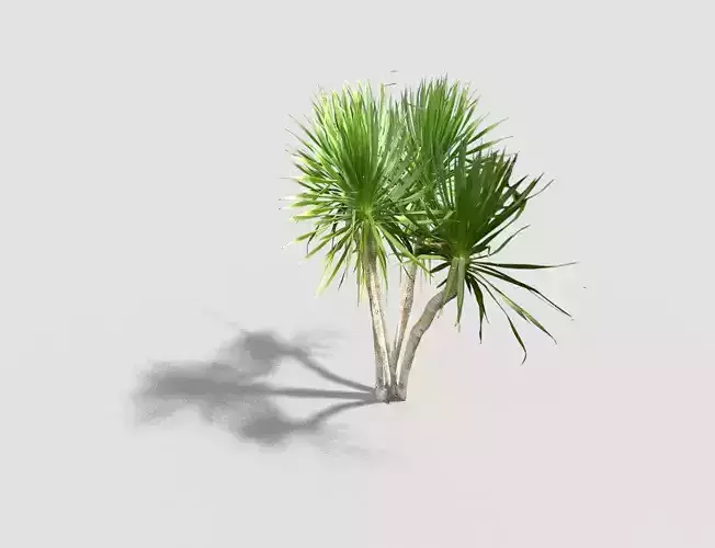 Tree palm