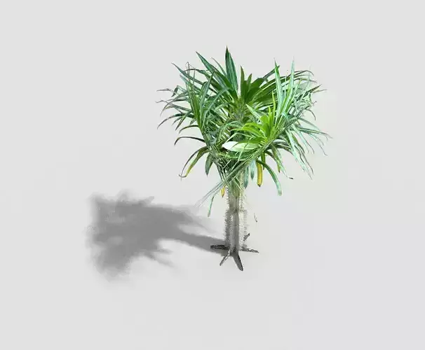 Tree tropical plant Low-poly 3D model