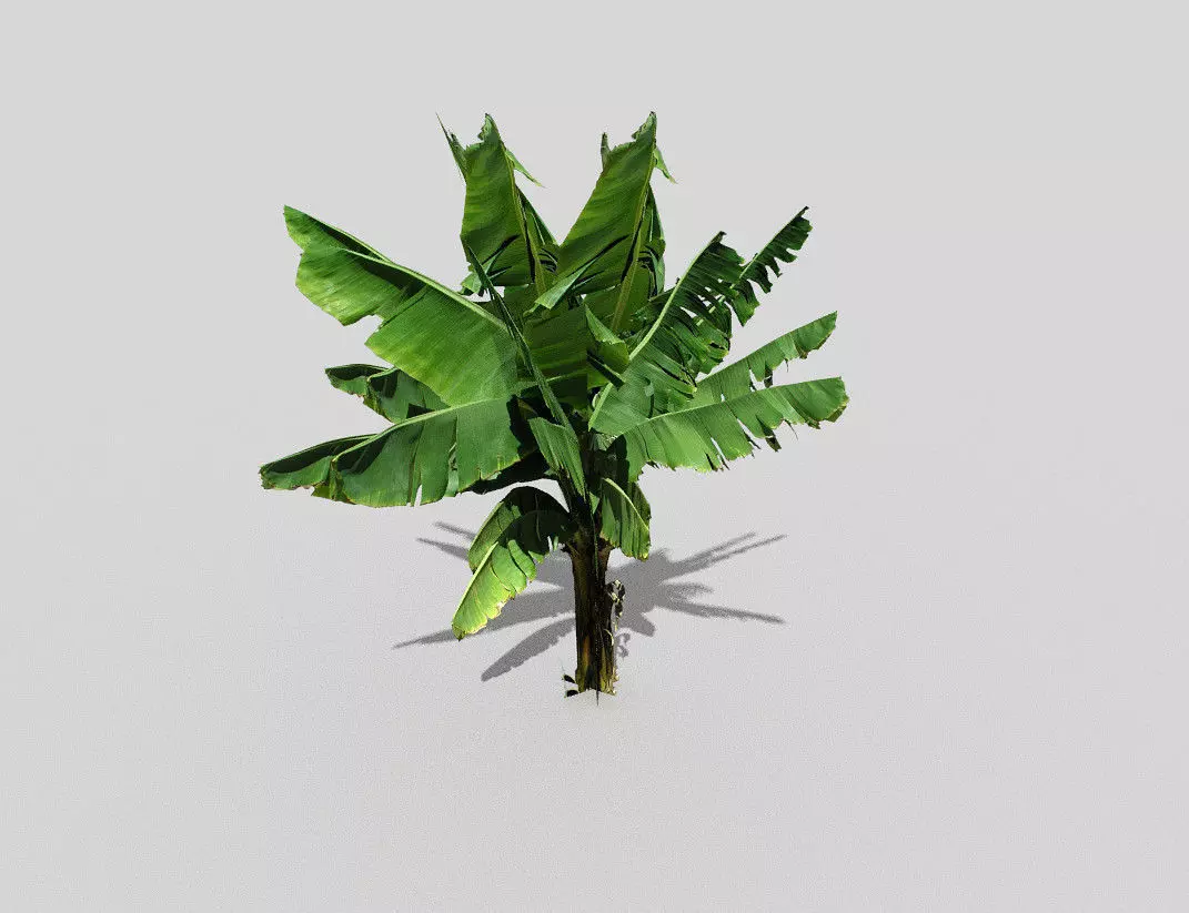 banana tree Low-poly 3D model