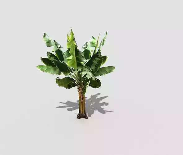 banana tree Low-poly 3D model