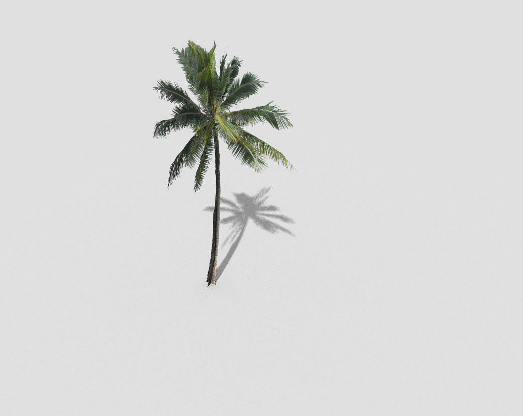 Palm tree Low-poly 3D model_1