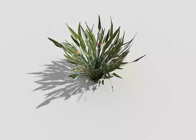 Plant grass