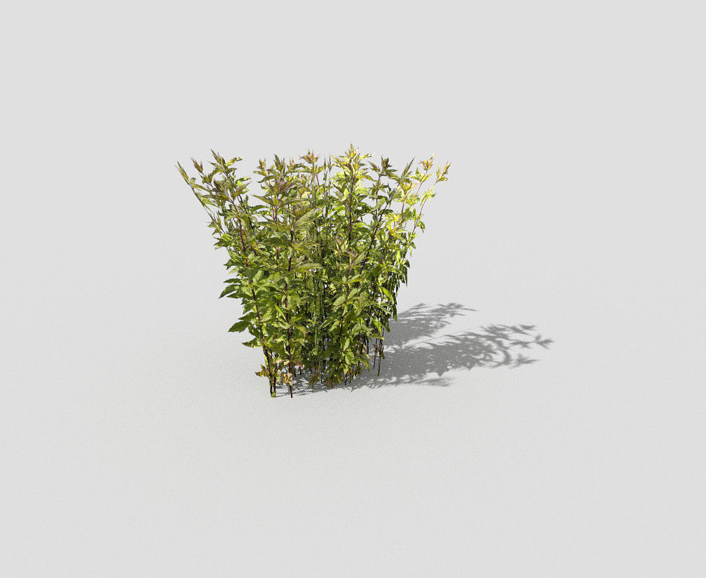 Plant Low-poly 3D model_1