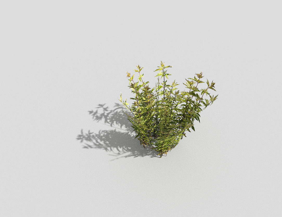 Plant Low-poly 3D model_2