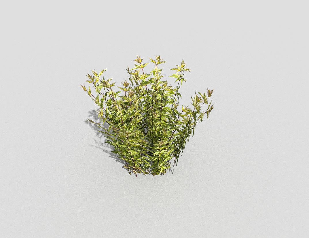 Plant Low-poly 3D model_5