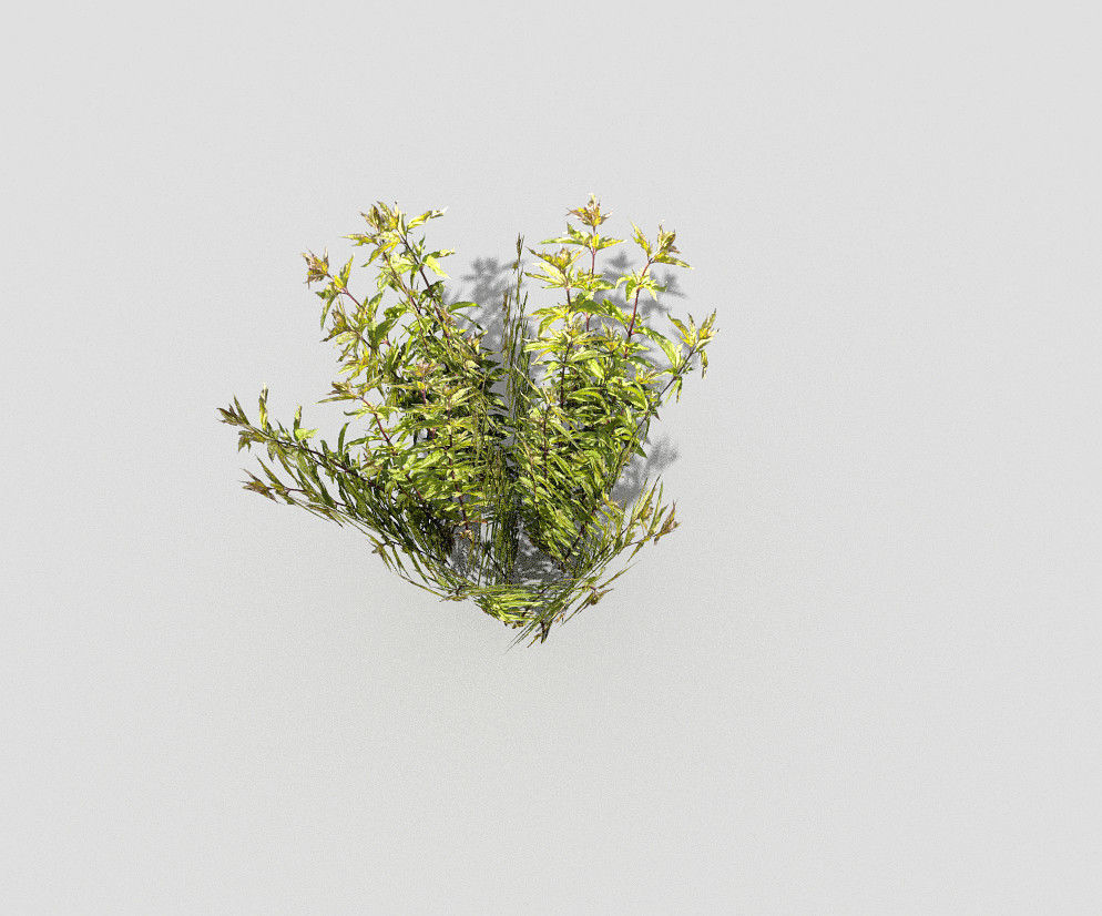 Plant Low-poly 3D model_4