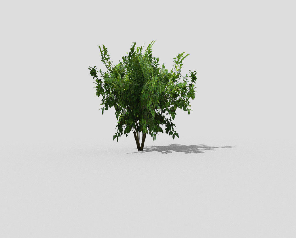 Tree plant Low-poly 3D model_3