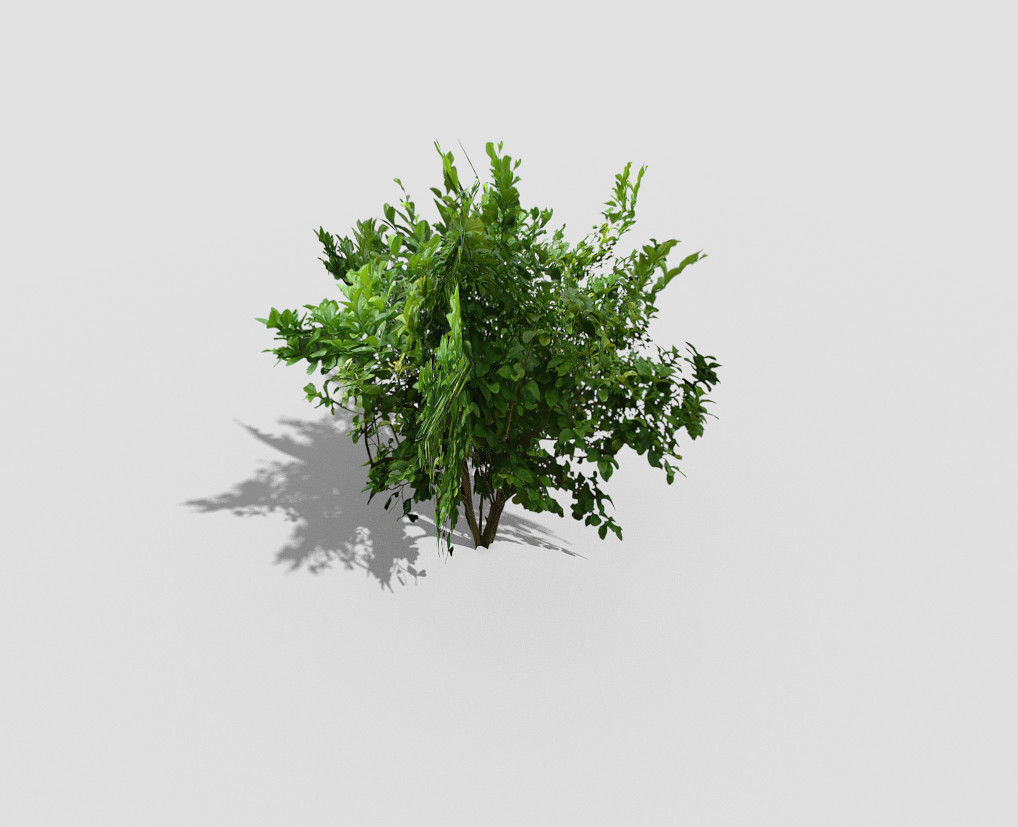 Tree plant Low-poly 3D model_1