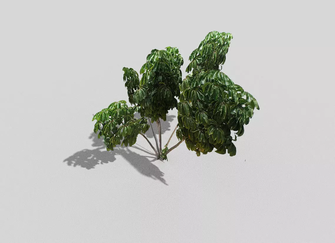 tropical tree 2 Low-poly 3D model_0