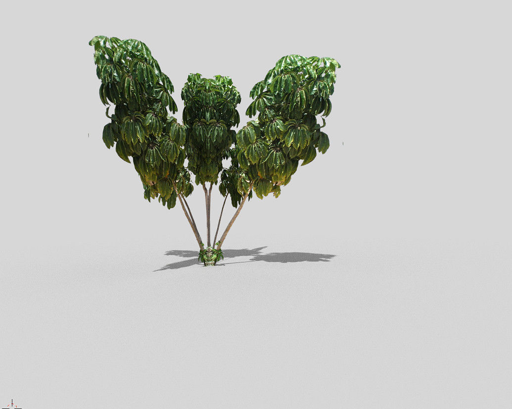 tropical tree 2 Low-poly 3D model_3