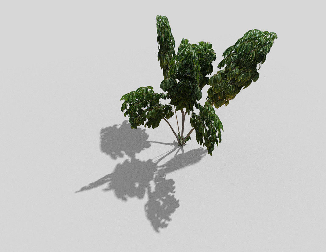 tropical tree 2 Low-poly 3D model_1