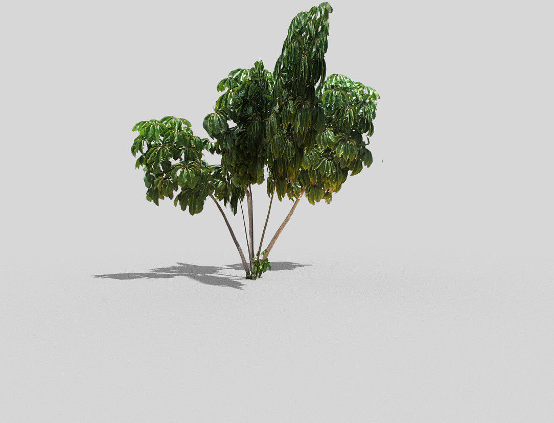 tropical tree 2 Low-poly 3D model_2