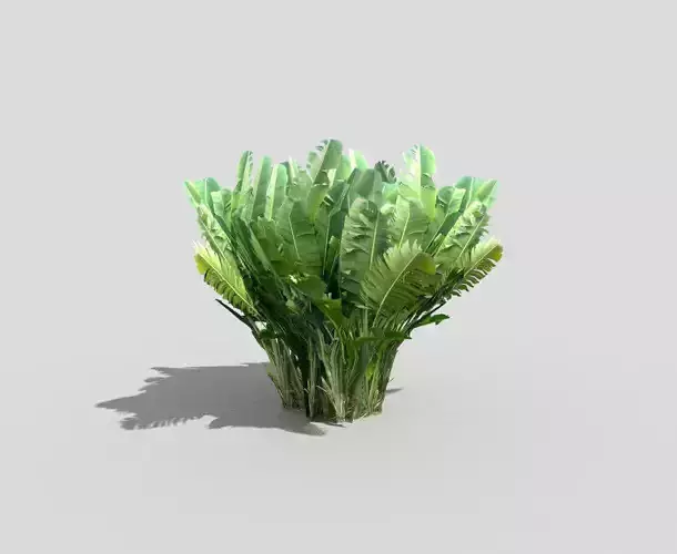 banana plant 1 Low-poly 3D model