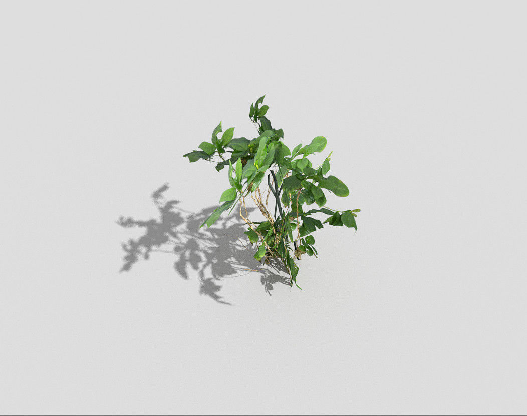 Plant Low-poly 3D model_2