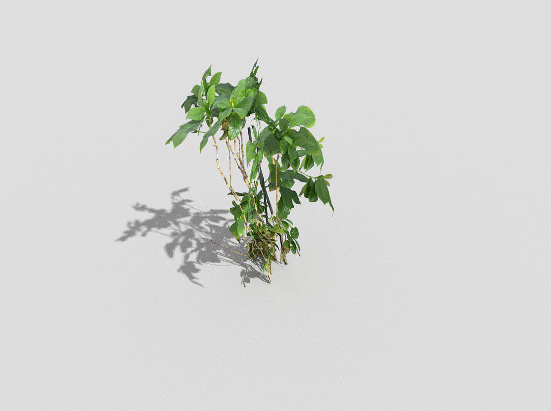 Plant Low-poly 3D model_3