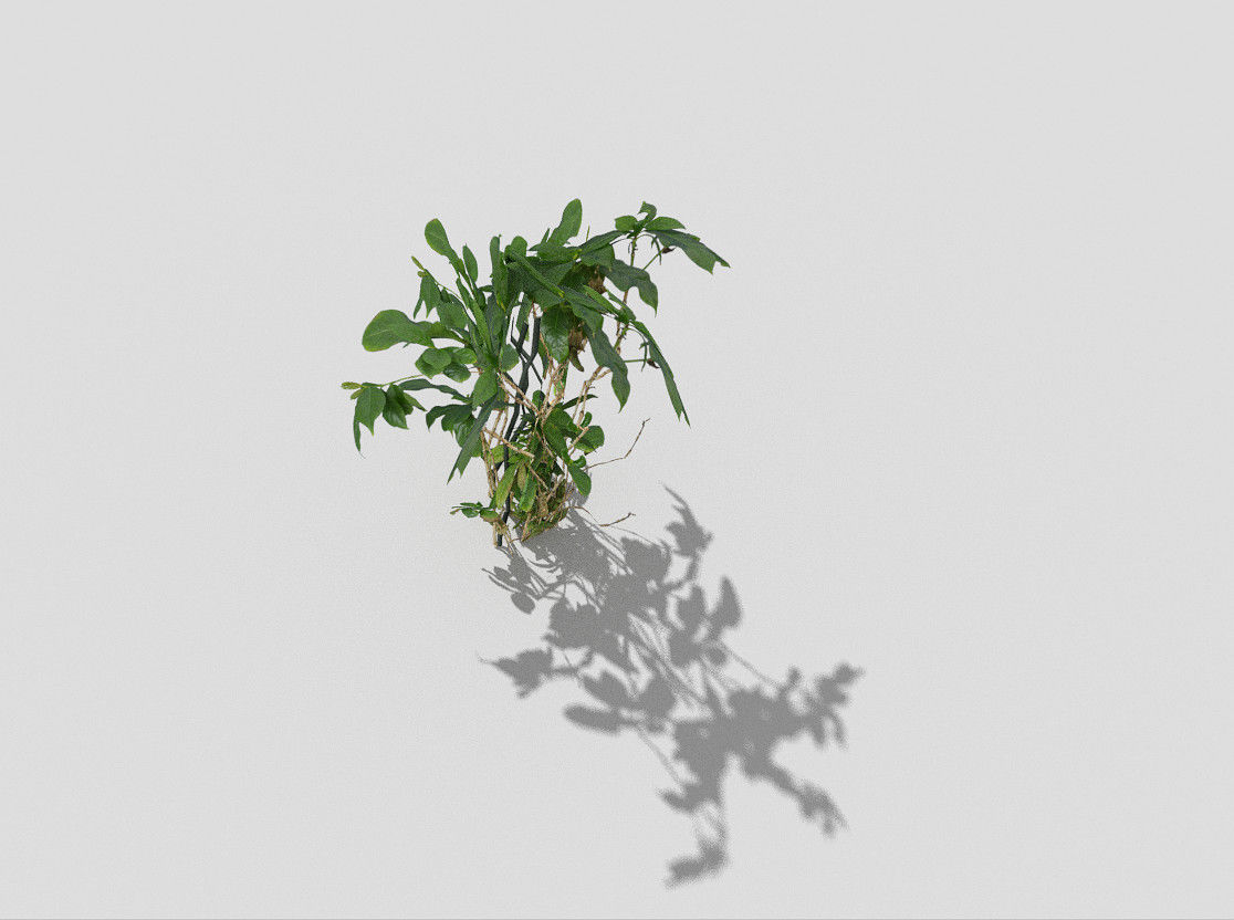 Plant Low-poly 3D model_1