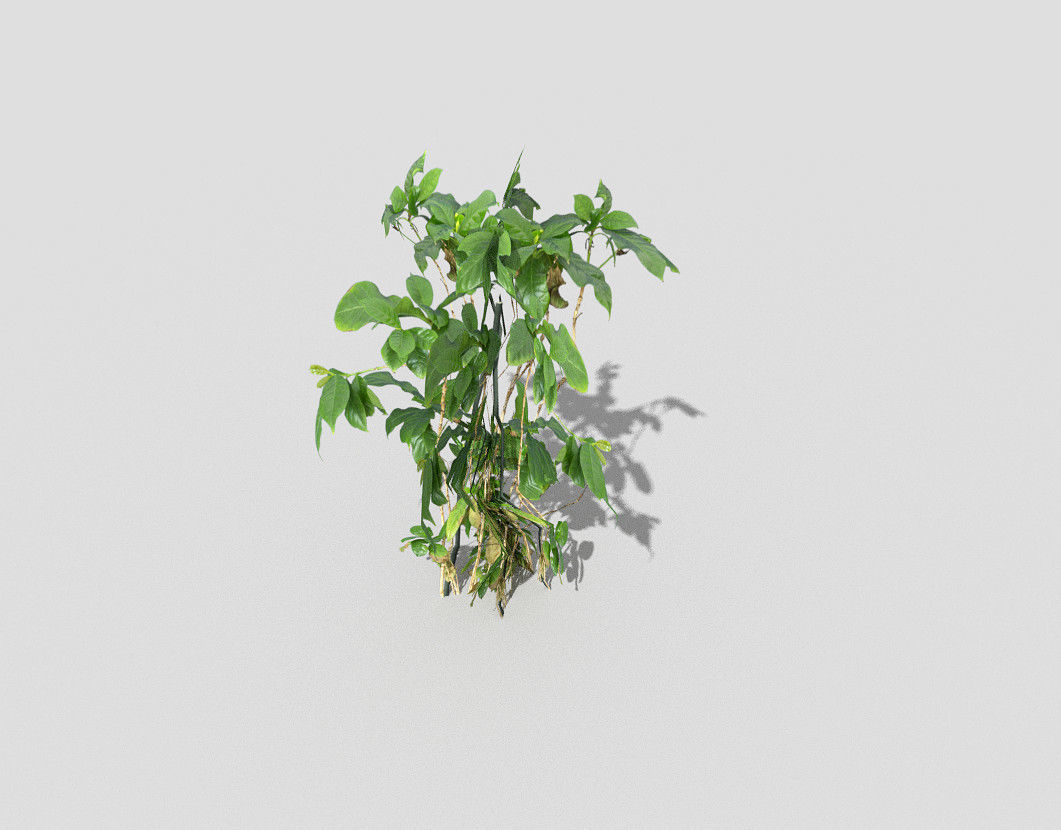 Plant Low-poly 3D model_5