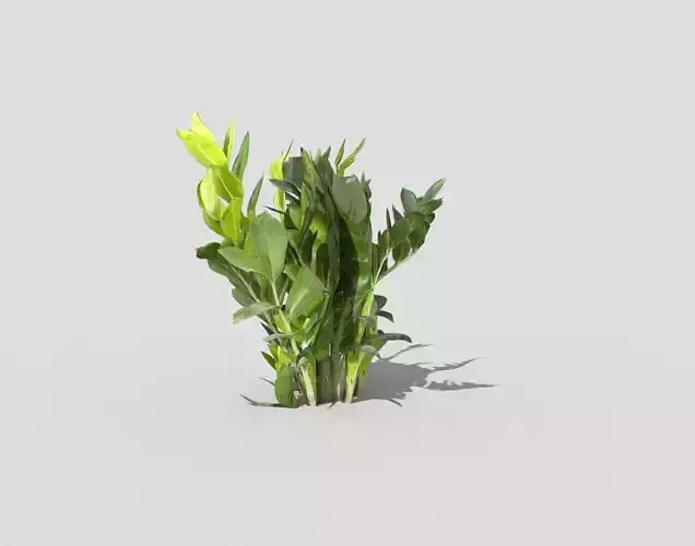 Plant
